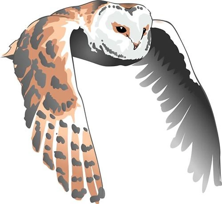 BARN OWL IN FLIGHT