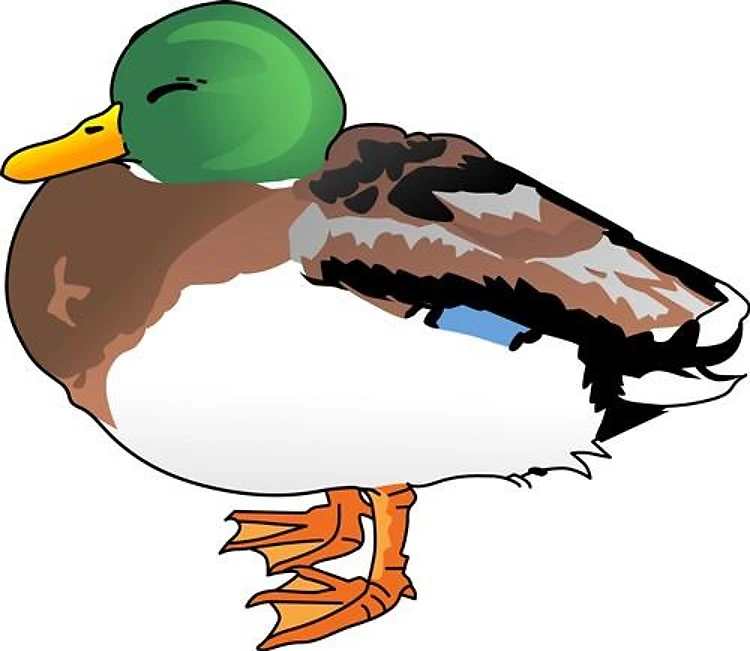 MALLARD SLEEPING