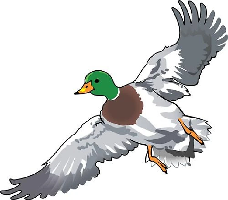 MALLARD DUCK