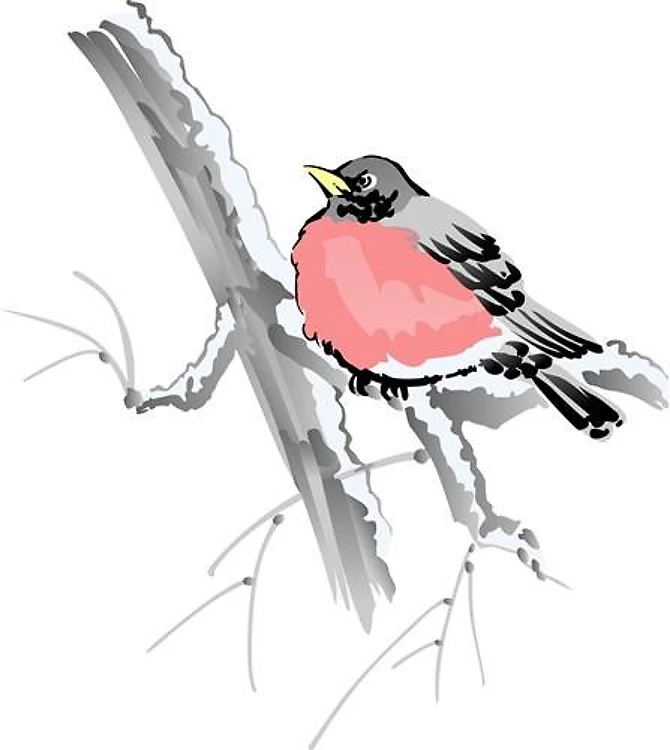 ROBIN IN WINTER