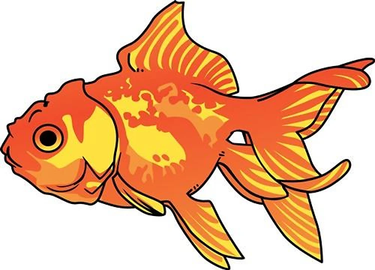 FANCY GOLDFISH