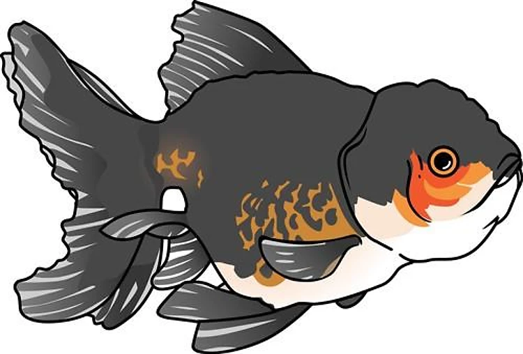 FANCY BLACK GOLDFISH