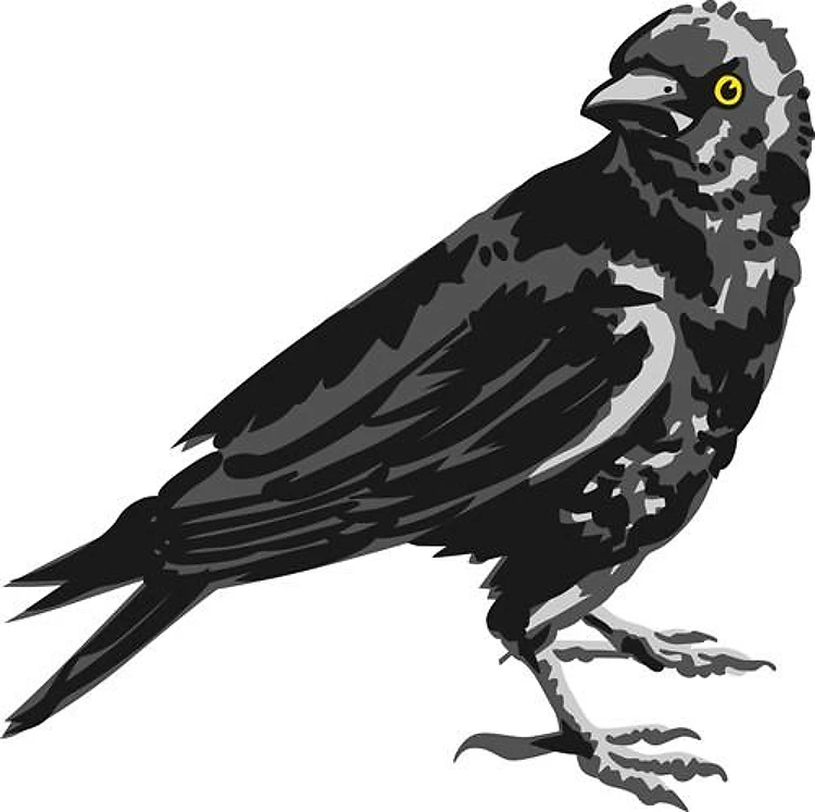 AMERICAN CROW