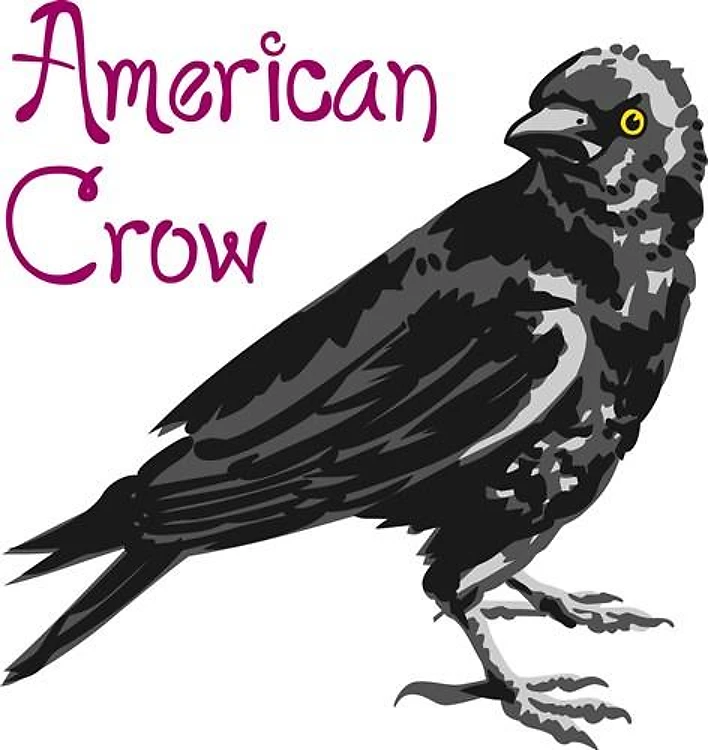 AMERICAN CROW