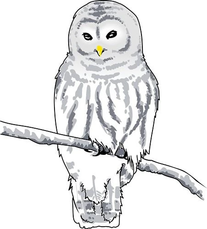 SNOWY OWL