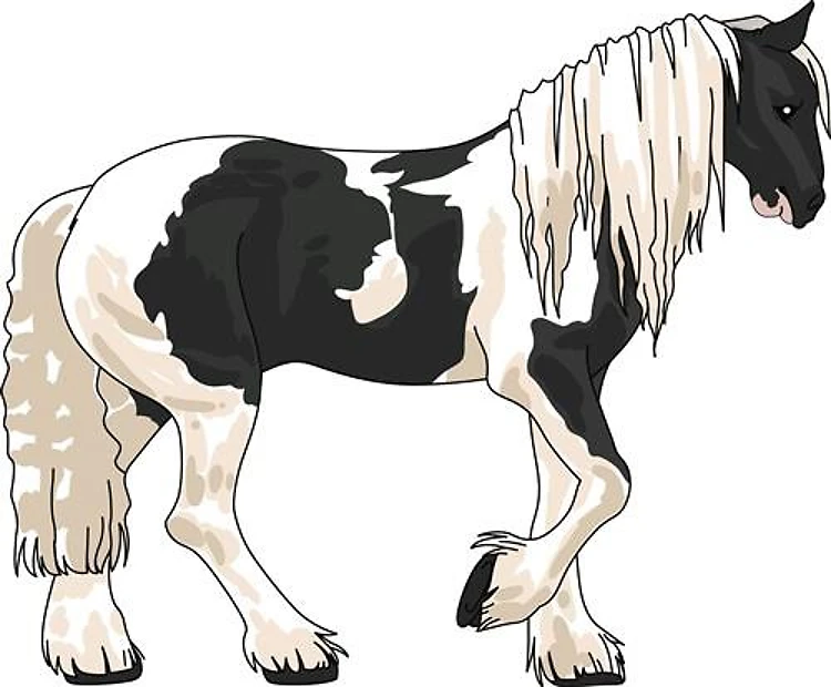 GYPSY VANNER HORSE
