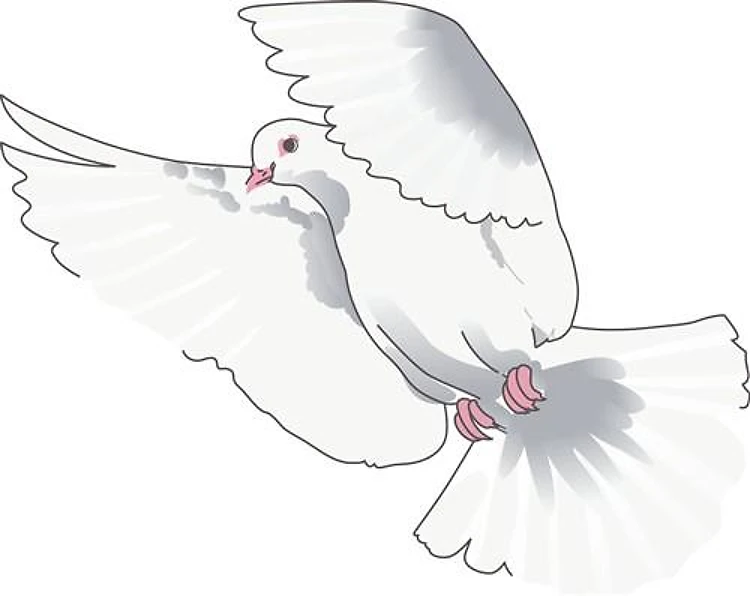 WHITE DOVE