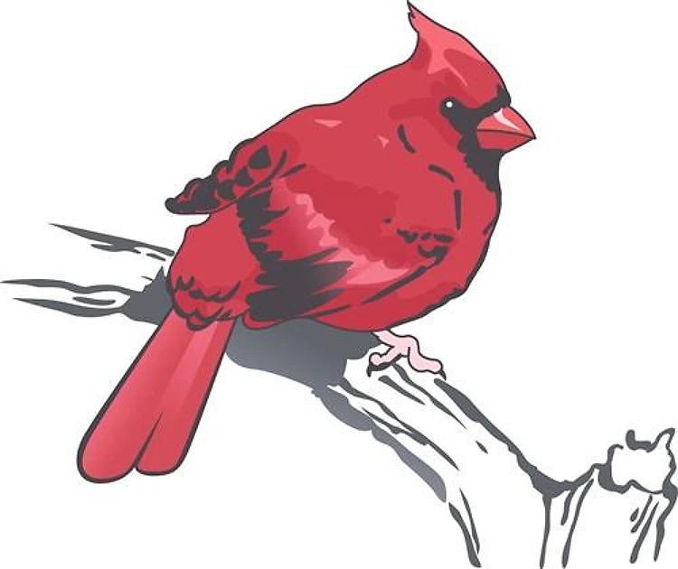 MALE CARDINAL