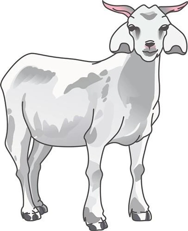 GOAT