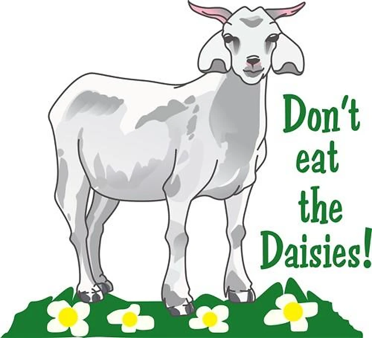 DONT EAT THE DAISIES