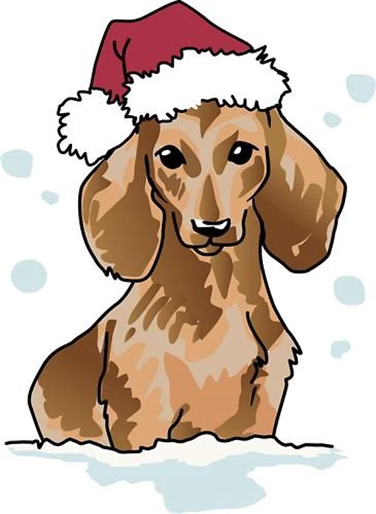 Dachshund In Snow
