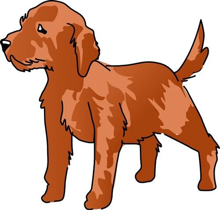 Irish Setter Pup