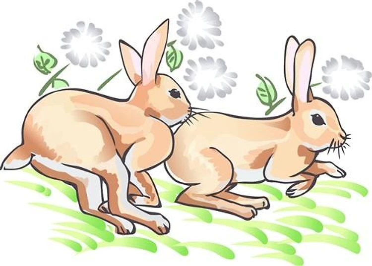 RABBITS RUNNING