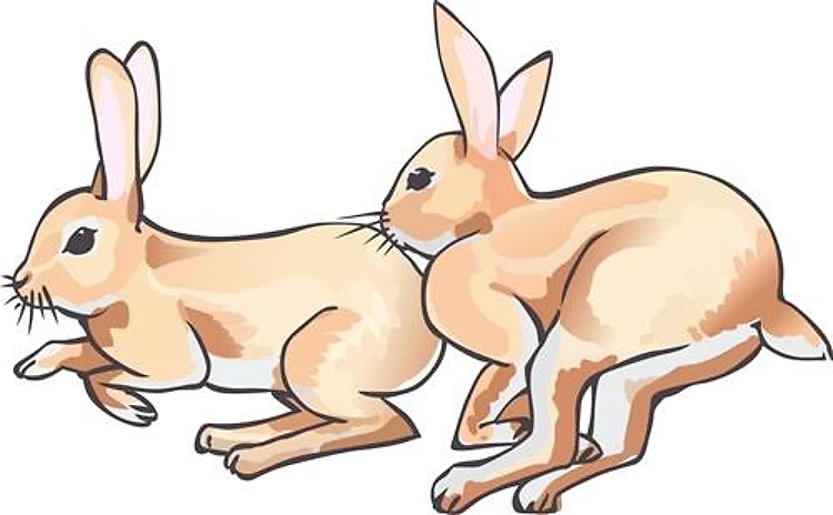 RABBITS RUNNING