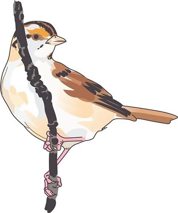 SPARROW