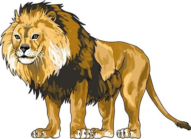 MALE LION