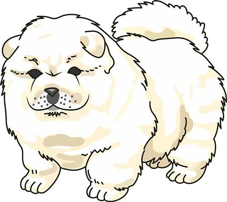 CHOW CHOW PUPPY