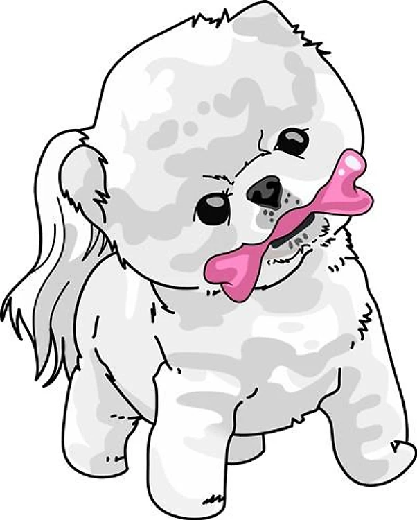 POMERANIAN PUPPY
