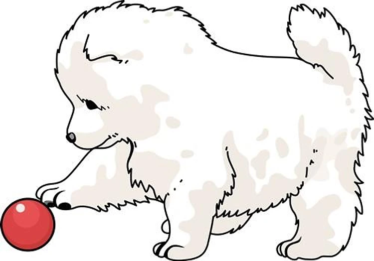 SAMOYED PUPPY