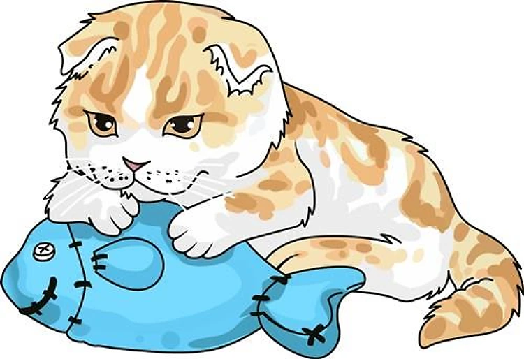 SCOTTISH FOLD CAT