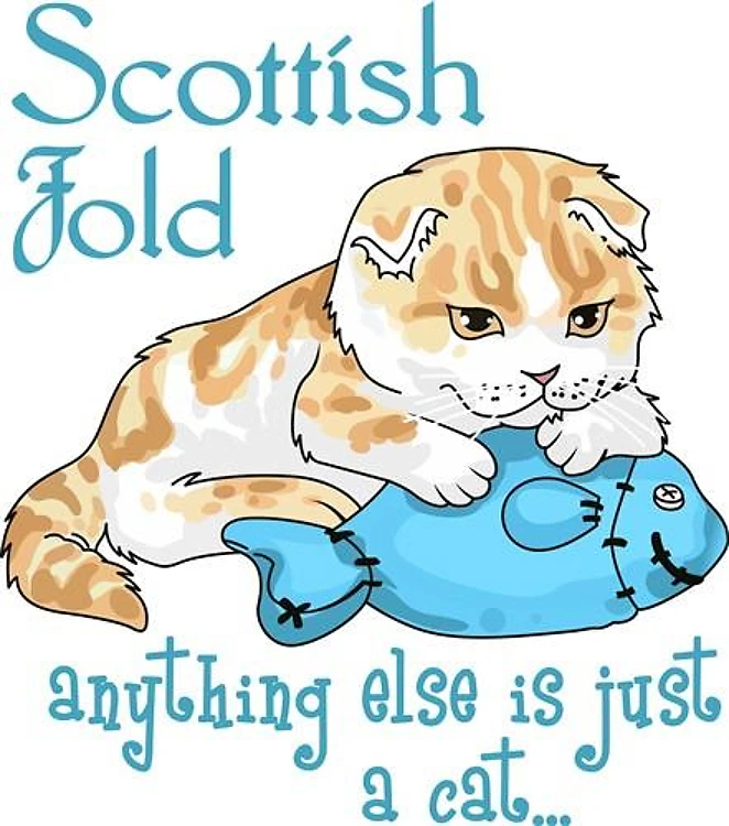 SCOTTISH FOLD CAT