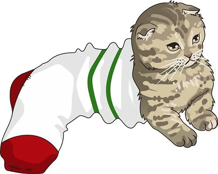 CAT IN STOCKING