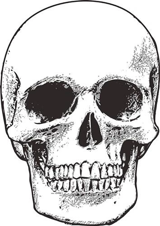 HUMAN SKULL