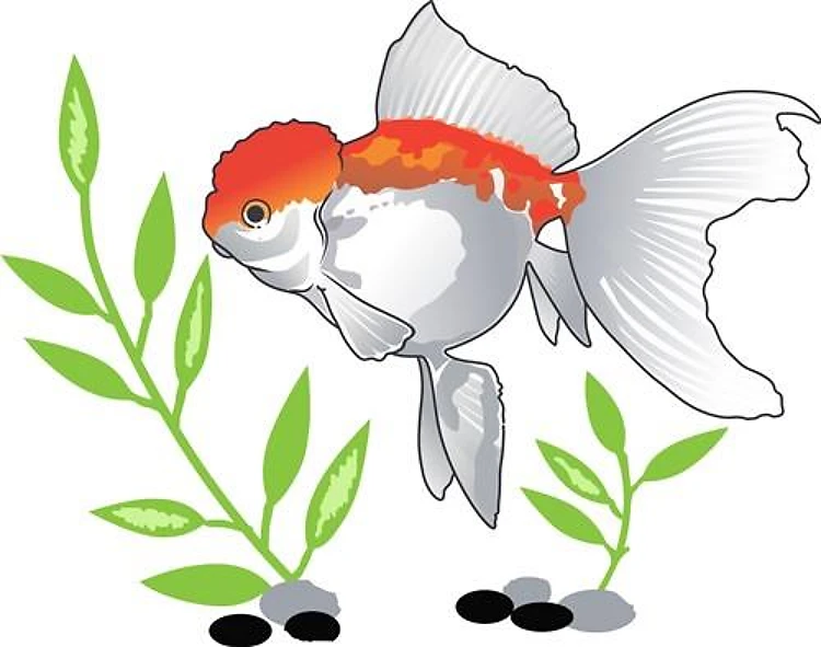GOLDFISH SCENE