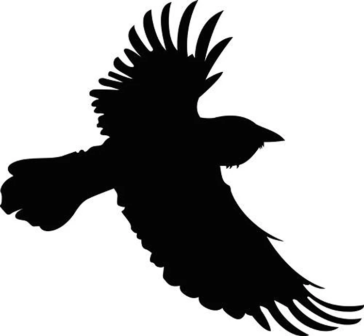 SMALL RAVEN