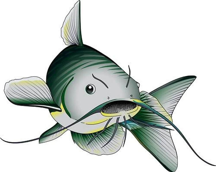 CATFISH