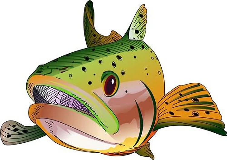 RAINBOW TROUT