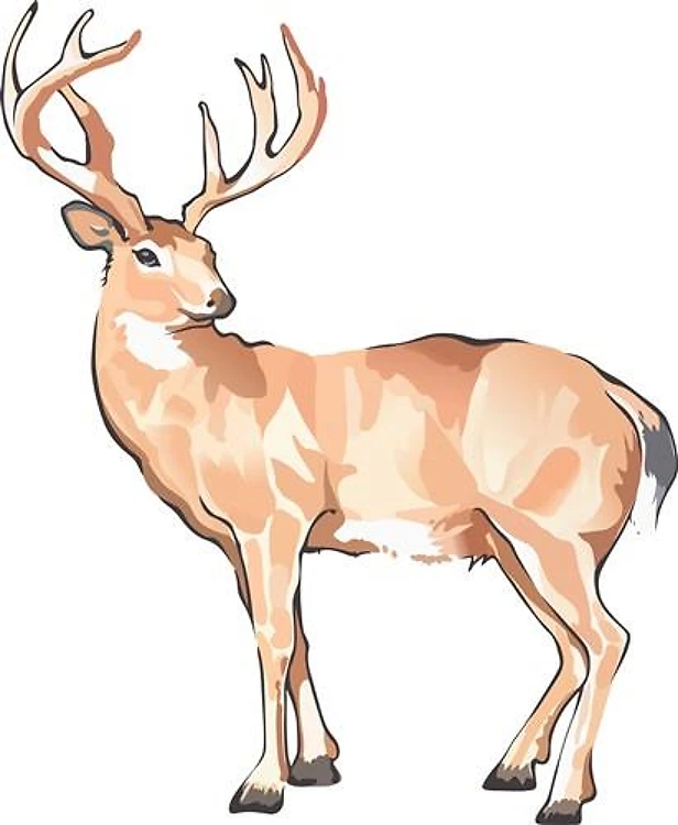 WHITETAIL BUCK