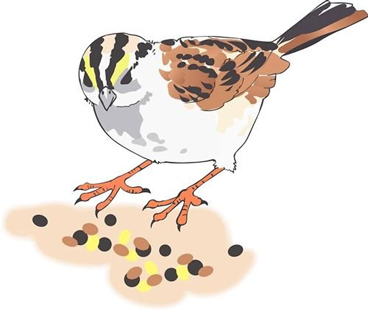 SPARROW EATING SEED