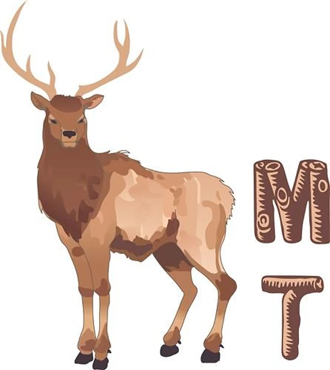 MONTANA ELK