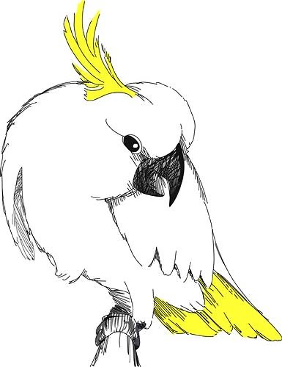 SULFER COCKATOO