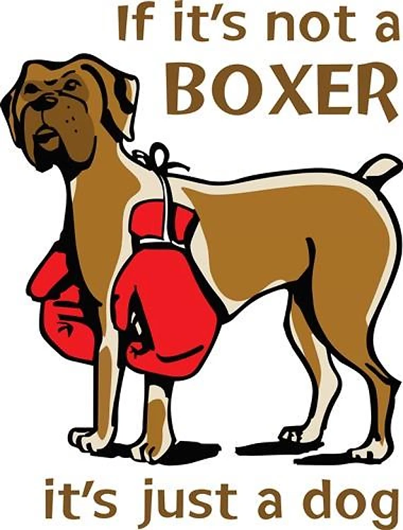 IF ITS NOT A BOXER