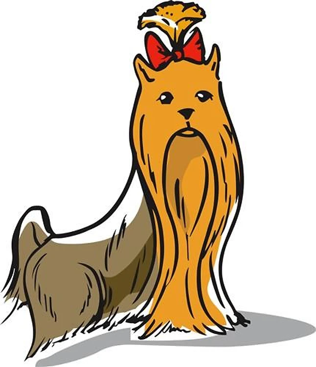 YORKSHIRE TERRIER