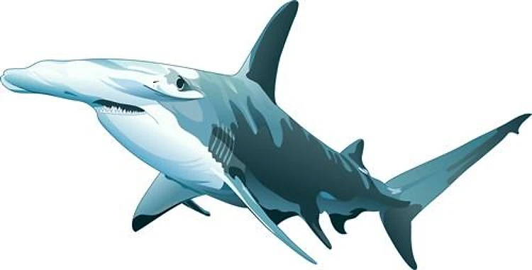 HAMMERHEAD SHARK