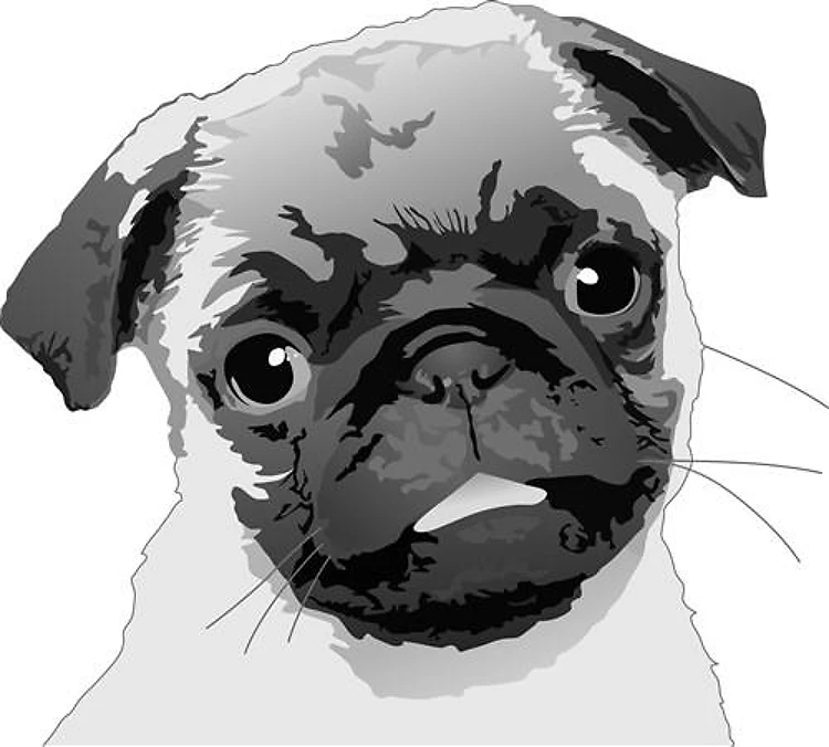 PUG DOG