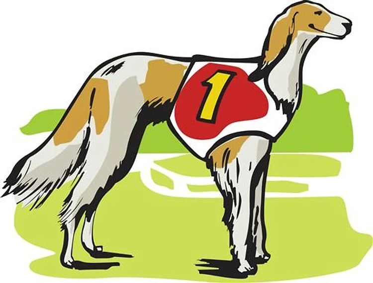 SALUKI DOG