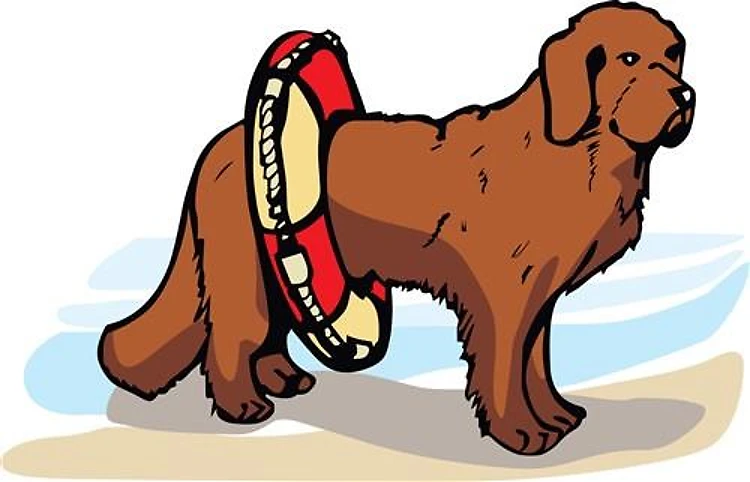 NEWFOUNDLAND DOG
