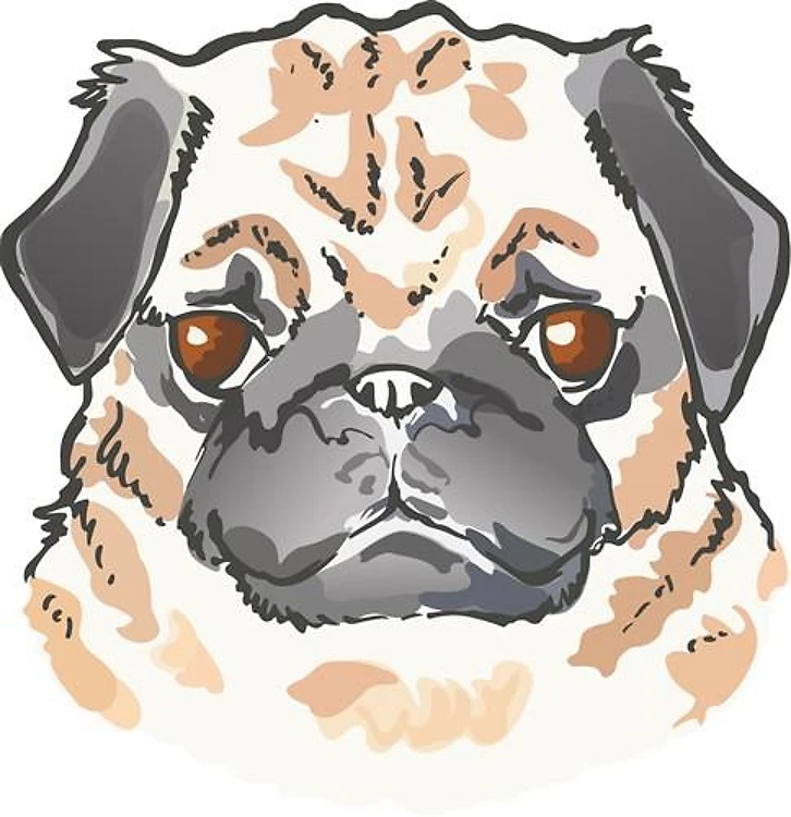 PUG DOG HEAD