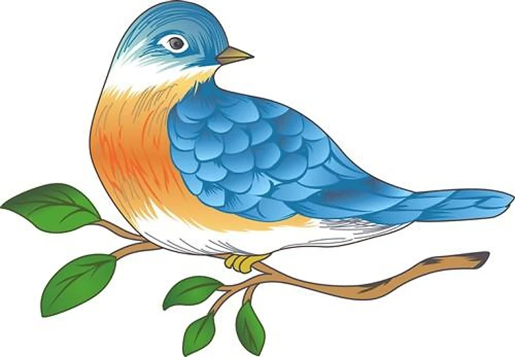BLUEBIRD ON BRANCH