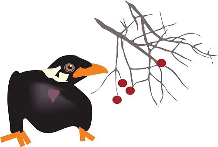 BLACKBIRD AND BERRIES