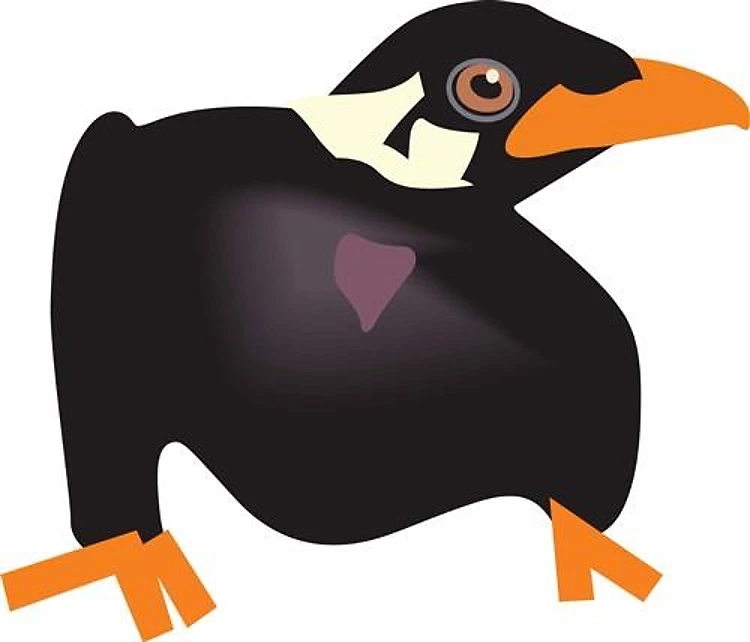 BLACKBIRD