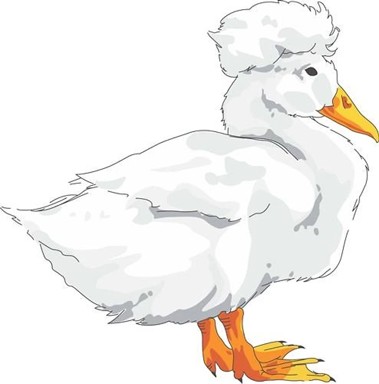 CRESTED DUCK