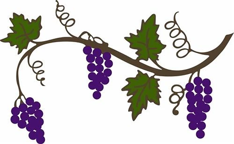 GRAPEVINE