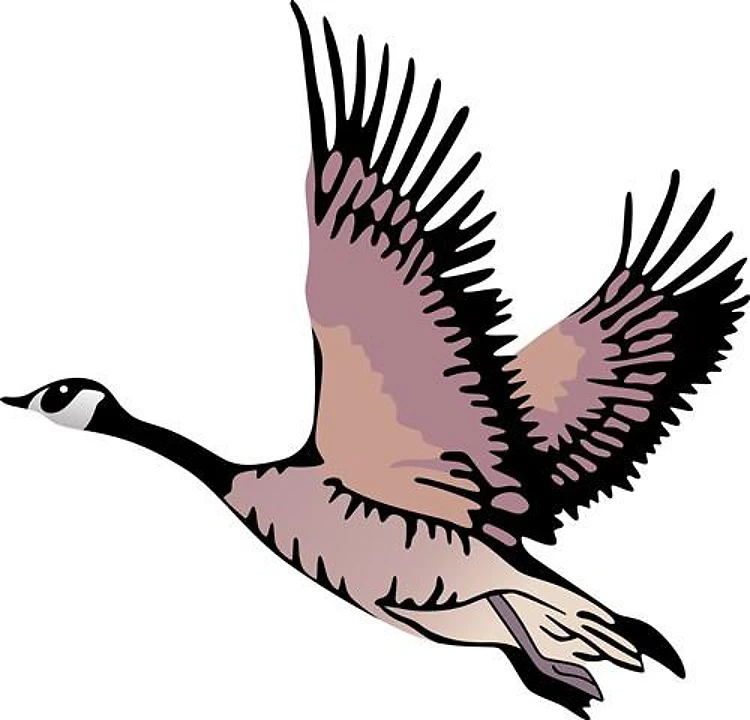 CANADIAN GOOSE