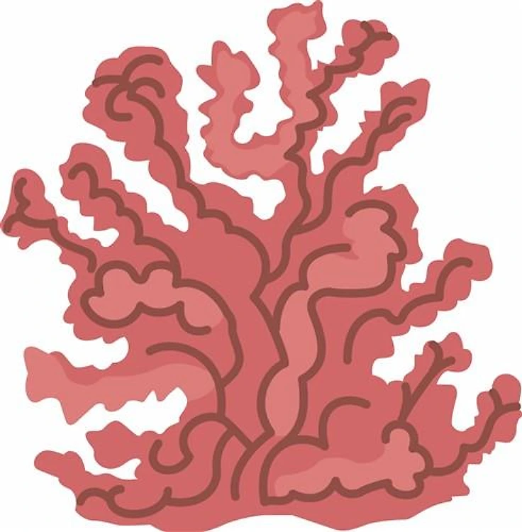 PINK CORAL
