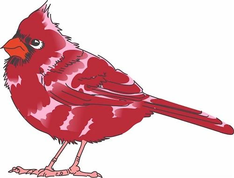 CARDINAL BIRD